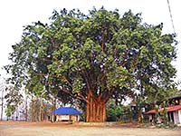 'A Large Bodhi Tree' by Asienreisender